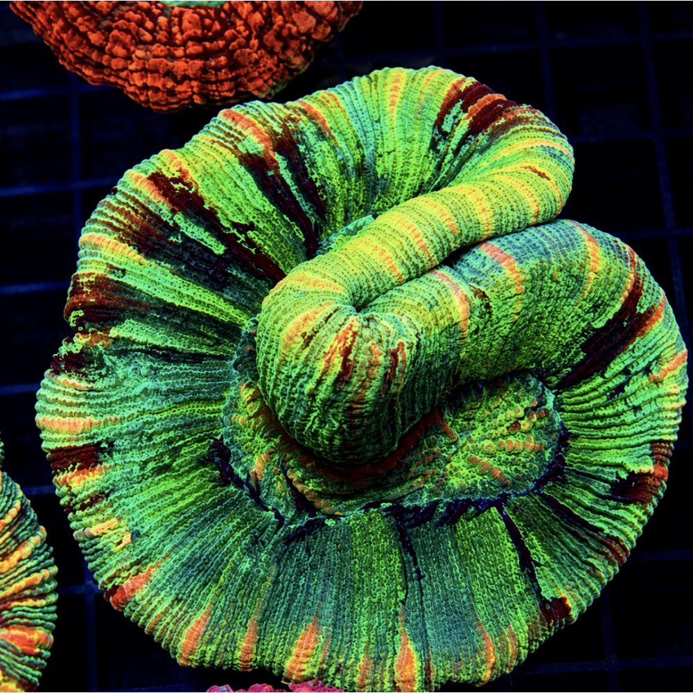GREEN OPEN BRAIN CORAL